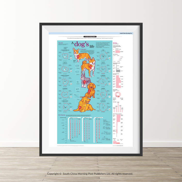 Infographics - A dog's life