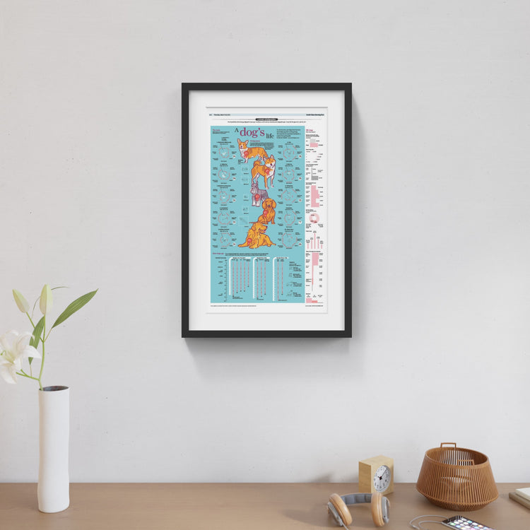 Infographics - A dog's life