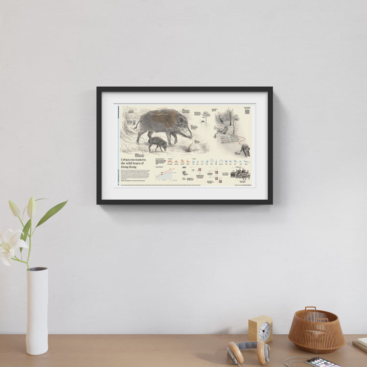 Infographics - Urban encounters: wild boar of Hong Kong