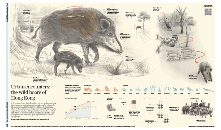 Infographics - Urban encounters: wild boar of Hong Kong