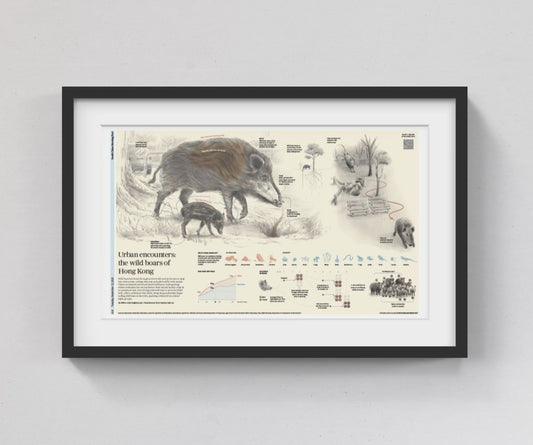 Infographics - Urban encounters: wild boar of Hong Kong